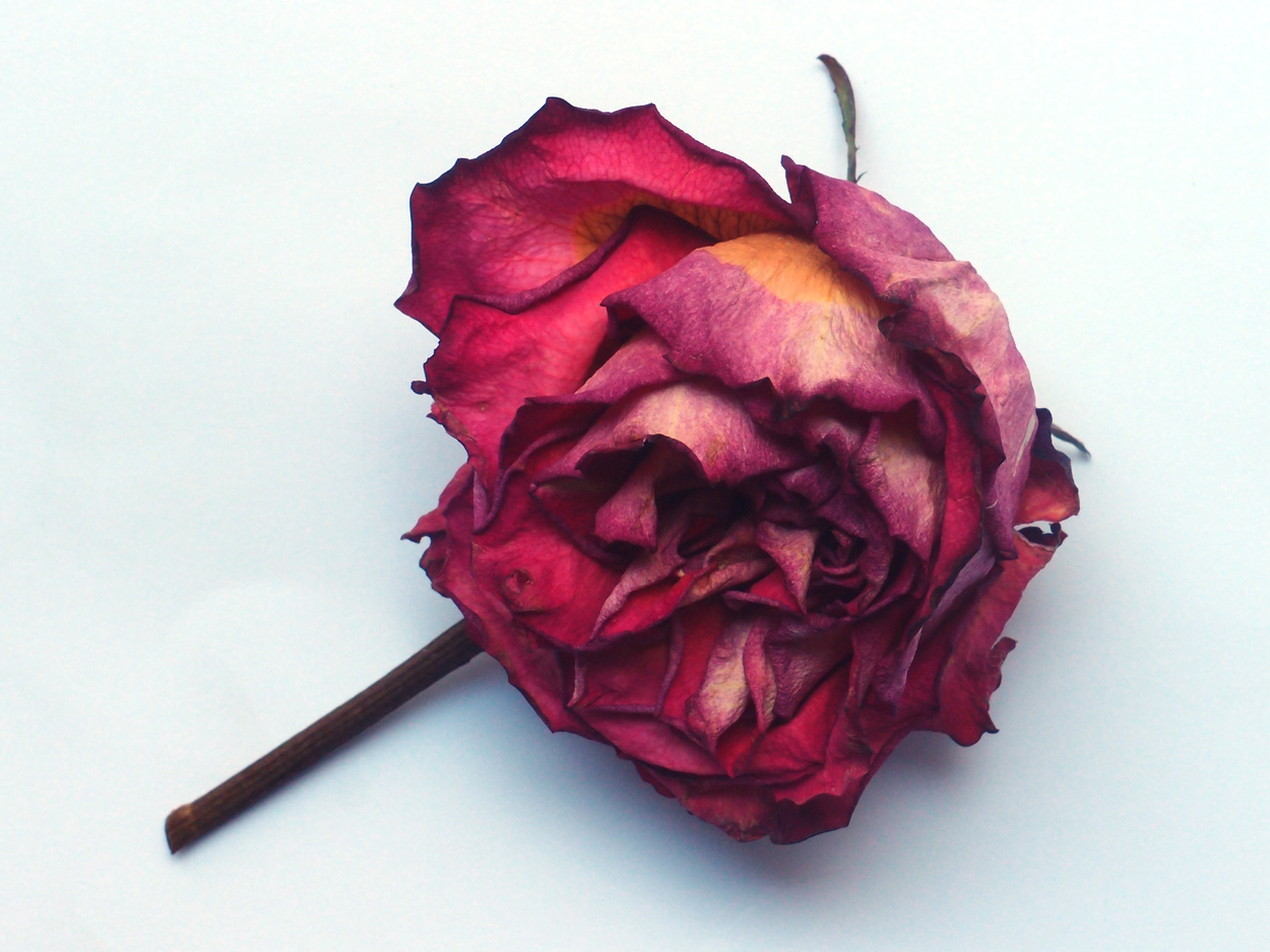 2018-03-08 Budded Roses